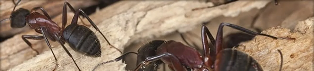 Close-up of ants on wood showing an active ant infestation in Chattanooga, TN