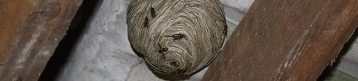 Wasp nest in an attic space, a common home infestation risk in Chattanooga, TN