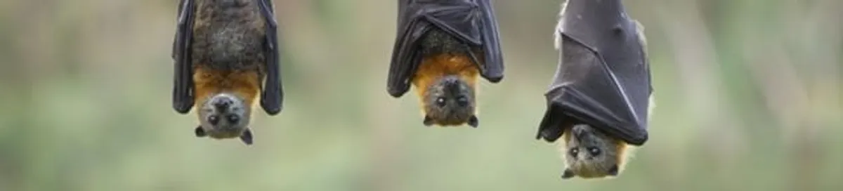 Bats roosting together, a common sign of a bat infestation in Chattanooga, TN