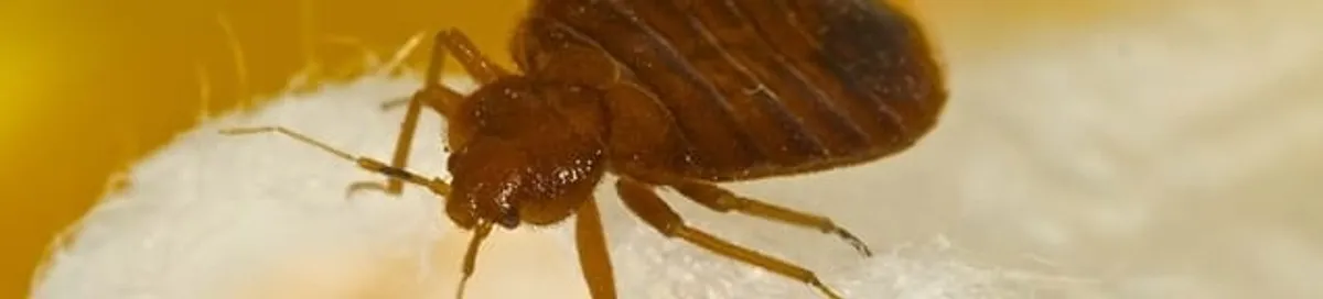 Close-up of a bed bug, a sign of an active infestation in Chattanooga, TN