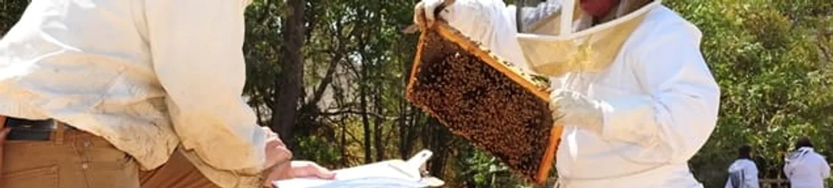 Bee removal specialists relocating a hive and honeycomb safely in Chattanooga, TN