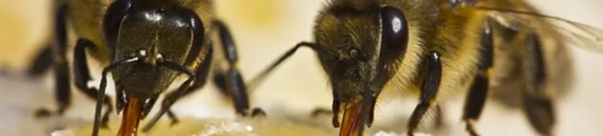 Close-up of honey bees, a sign of a nearby hive in Chattanooga, TN