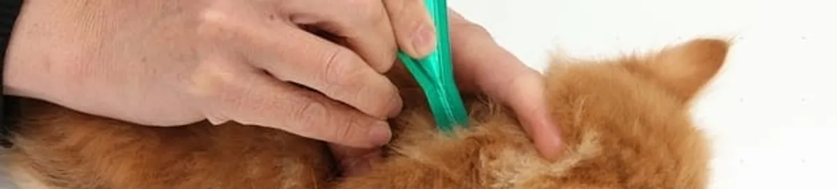 Flea treatment for pets using a flea comb, a sign of flea problems in Chattanooga, TN