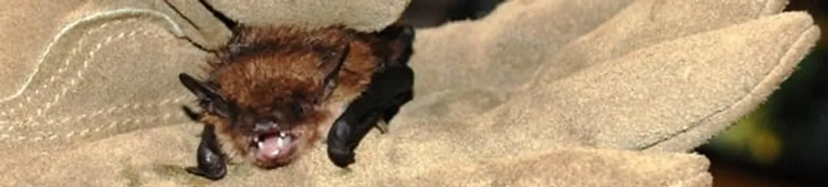 Bat removal specialist holding a bat safely during humane exclusion in Chattanooga, TN