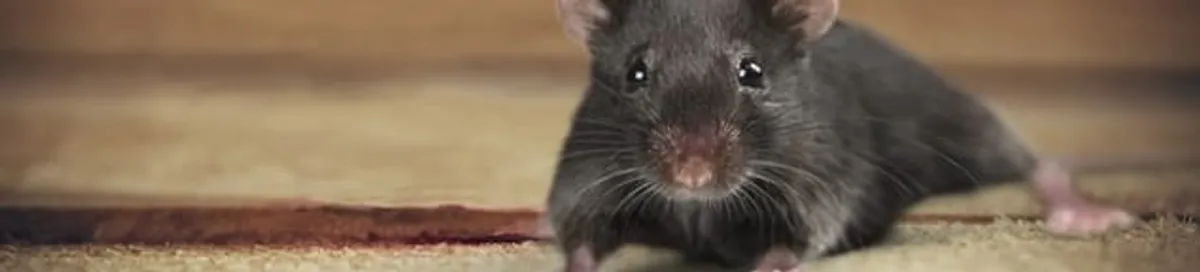 Mouse indoors, a common sign of a rodent infestation in Chattanooga, TN