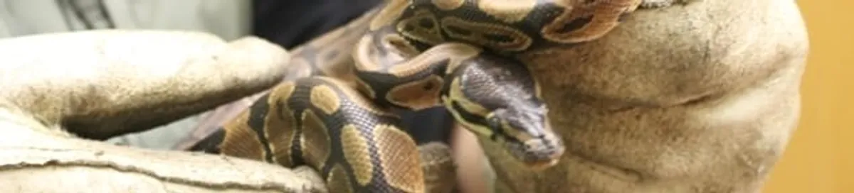 Snake removal specialist safely handling a snake with protective gloves in Chattanooga, TN