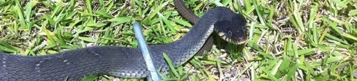 Snake in a yard, a common sign of a snake problem near a home in Chattanooga, TN