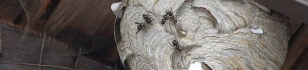Close-up of a wasp nest with active wasps, a sign of an infestation in Chattanooga, TN